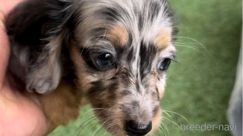 成約済の福岡県のカニンヘンダックスフンド(ロングヘアード)-253028の1枚目