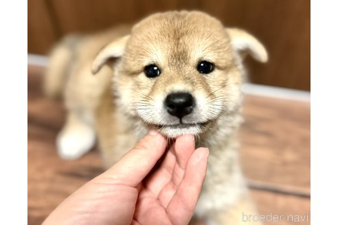 成約済の埼玉県の柴犬-250205