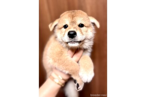 成約済の埼玉県の柴犬-250205の2枚目