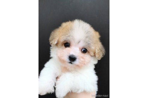成約済の北海道のミックス犬-249686の1枚目