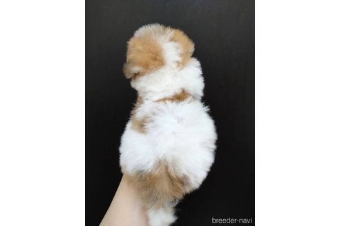 成約済の北海道のミックス犬-249686の2枚目