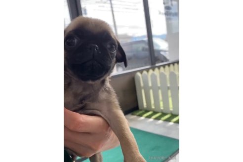 成約済の福岡県のパグ-253553の2枚目