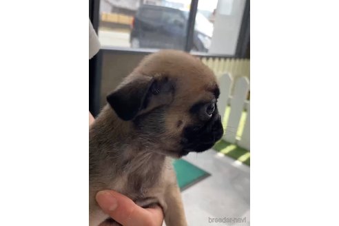 成約済の福岡県のパグ-253553の3枚目