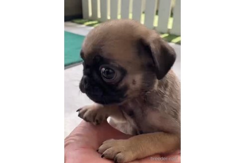 成約済の福岡県のパグ-253553の4枚目