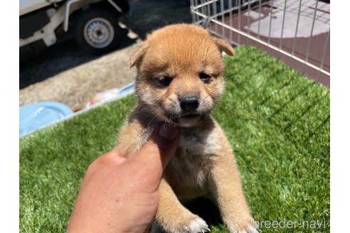 成約済の広島県の柴犬-257661の4枚目