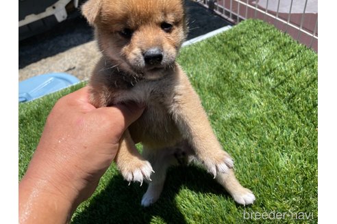 成約済の広島県の柴犬-257661の5枚目