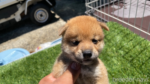 成約済の広島県の柴犬-257661の1枚目