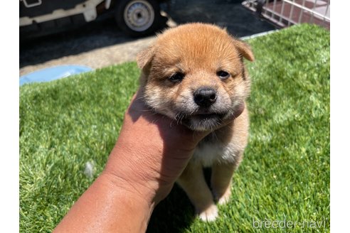 成約済の広島県の柴犬-257661の2枚目