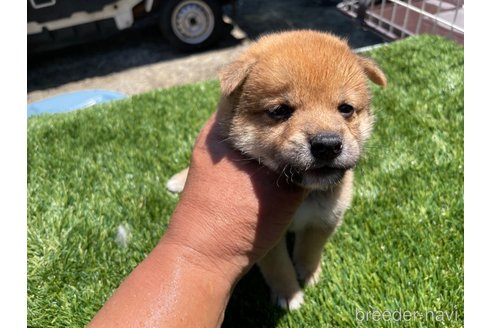 成約済の広島県の柴犬-257665の6枚目