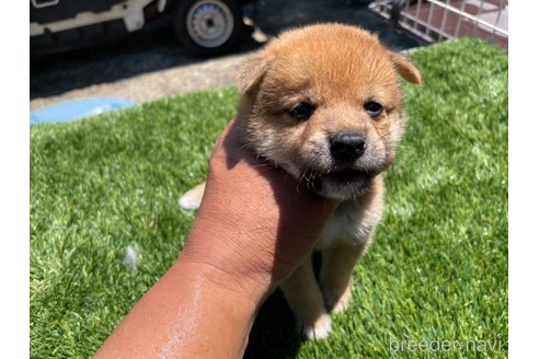 成約済の広島県の柴犬-257665の8枚目