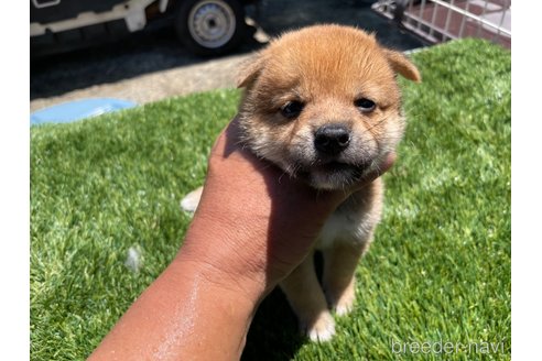 成約済の広島県の柴犬-257665の9枚目