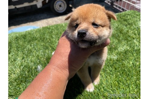 成約済の広島県の柴犬-257665の10枚目