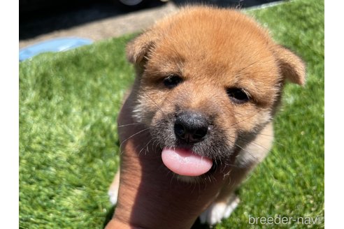 成約済の広島県の柴犬-257665の11枚目