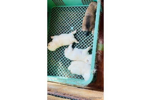 成約済の茨城県の豆柴-257736の4枚目