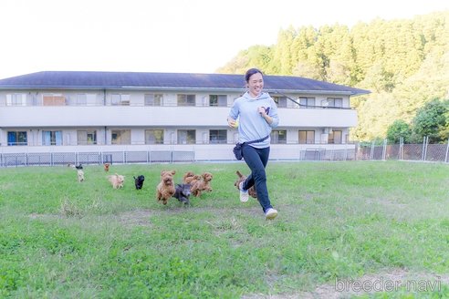 成約済の東京都のタイニープードル-249475の2枚目