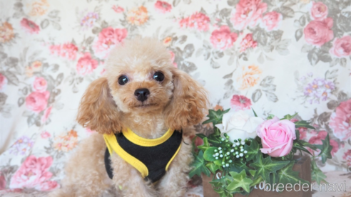 成約済の岡山県のミックス犬-257779の1枚目