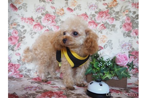 成約済の岡山県のミックス犬-257779の2枚目