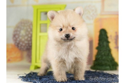 成約済の千葉県のポメラニアン-257791の3枚目