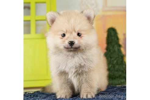 成約済の千葉県のポメラニアン-257791の4枚目