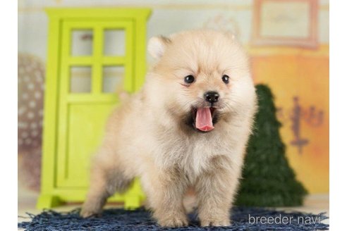 成約済の千葉県のポメラニアン-257791の6枚目