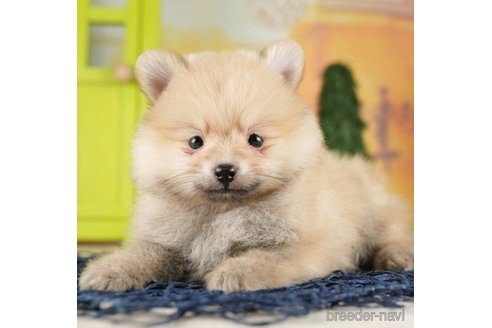 成約済の千葉県のポメラニアン-257791の1枚目