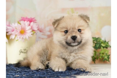 成約済の千葉県のポメラニアン-257795の3枚目