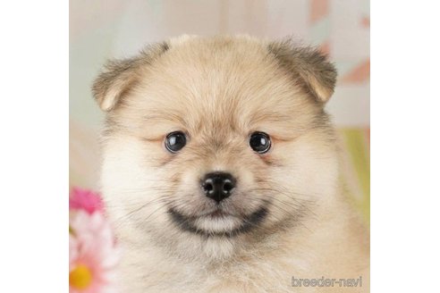 成約済の千葉県のポメラニアン-257795の1枚目