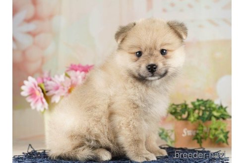 成約済の千葉県のポメラニアン-257795の5枚目