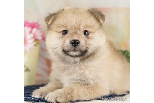 成約済の千葉県のポメラニアン-257795の6枚目