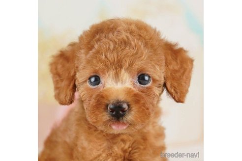 成約済の千葉県のトイプードル-257801の4枚目