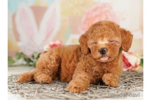 成約済の千葉県のトイプードル-257801の5枚目