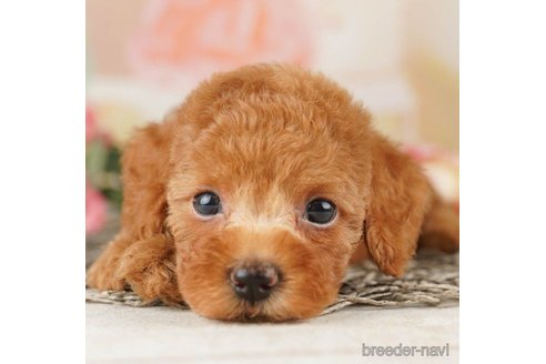 成約済の千葉県のトイプードル-257801の1枚目