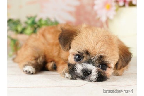 成約済の千葉県のミックス犬-257812の3枚目