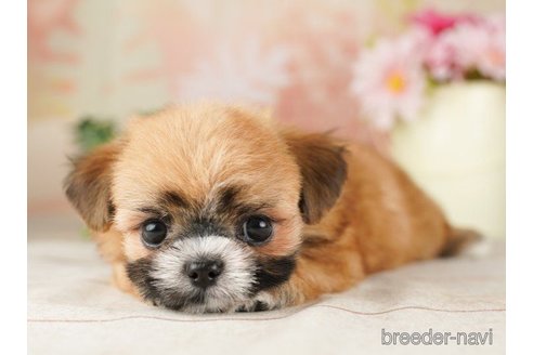 成約済の千葉県のミックス犬-257812の4枚目