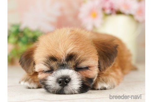 成約済の千葉県のミックス犬-257812の5枚目