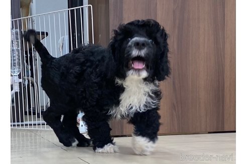 成約済の東京都のその他の犬種-250821の3枚目