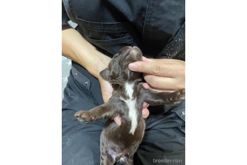 成約済の岩手県のミックス犬-257830の2枚目