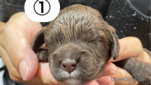 成約済の岩手県のミックス犬-257830の1枚目