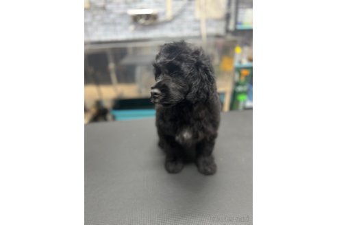 成約済の東京都のその他の犬種-250822の5枚目