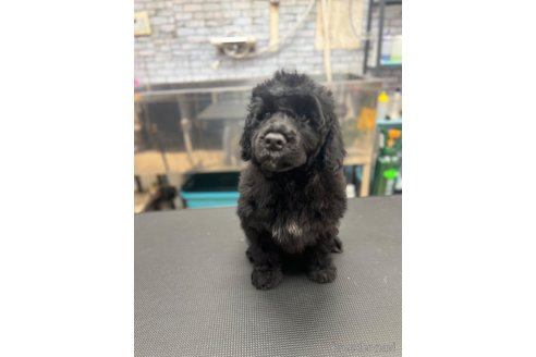 成約済の東京都のその他の犬種-250822の3枚目