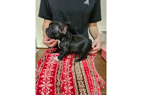 成約済の神奈川県のフレンチブルドッグ-257861の4枚目