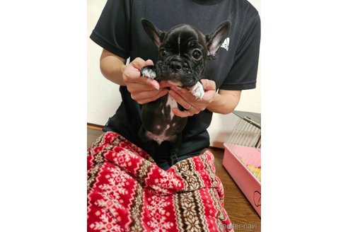 成約済の神奈川県のフレンチブルドッグ-257861の6枚目