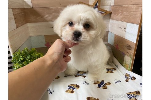 成約済の神奈川県のミックス犬-257863の4枚目