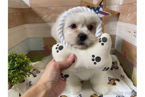 成約済の神奈川県のミックス犬-257863の1枚目
