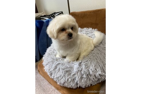 成約済の神奈川県のミックス犬-257863の2枚目