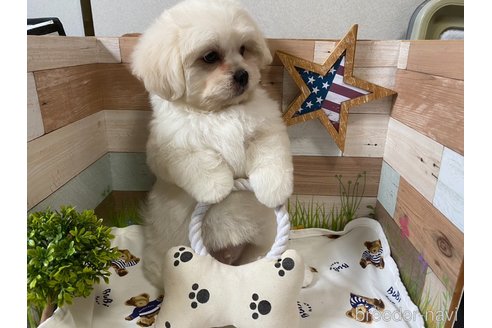 成約済の神奈川県のミックス犬-257863の6枚目