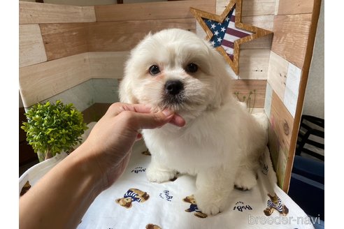 成約済の神奈川県のミックス犬-257863の3枚目