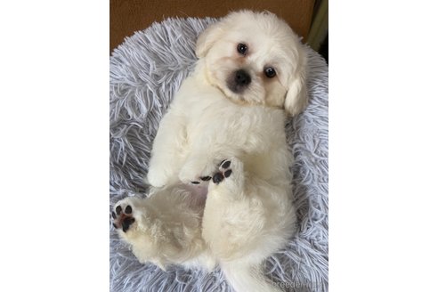 成約済の神奈川県のミックス犬-257863の5枚目