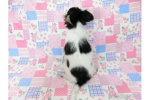 成約済の千葉県のミックス犬-244539の7枚目
