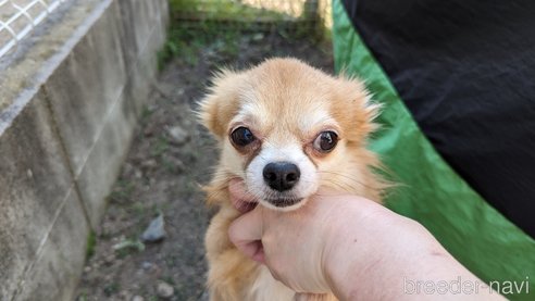 成約済の広島県のチワワ(ロングコート)-257906の3枚目